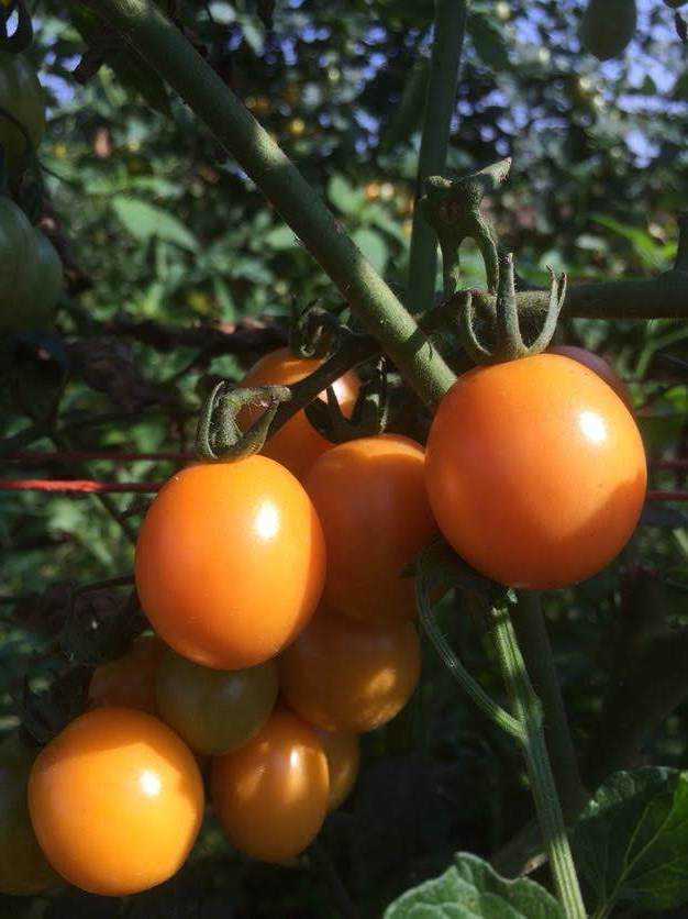 Hudson Valley Seed Co. | TOMATO |  Honey Drop Cherry Tomato